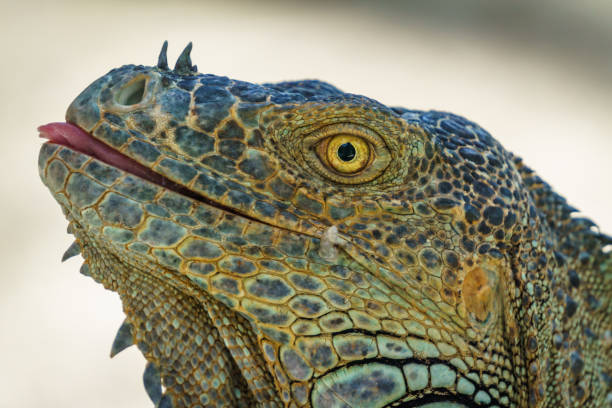 Beautifull Iguana Close Up stock photo