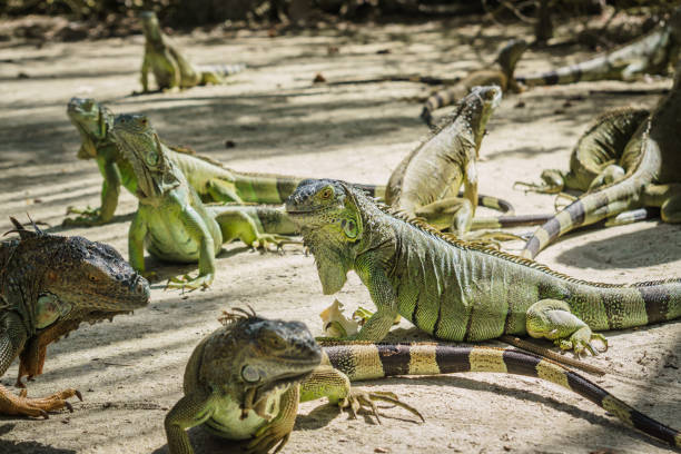 Beautifull Iguana Close Up stock photo