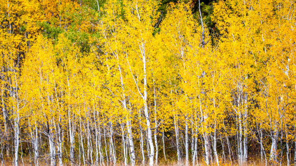 istock Aspen trees and leaves in Autumn 1097621444