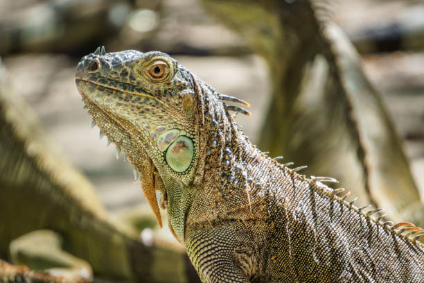 Beautifull Iguana Close Up stock photo