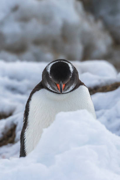 istock A Gentoo penguin with intense stare 1097621678