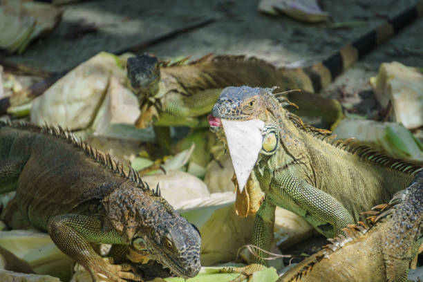 Beautifull Iguana Close Up stock photo