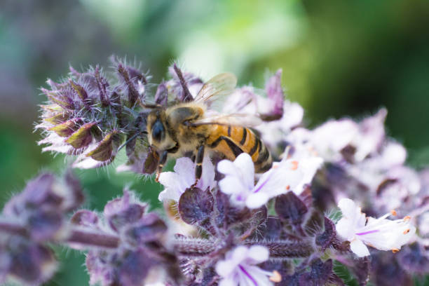istock Bee on purple and white basil blossoms 1097625404