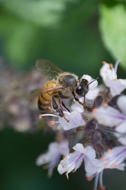 istock Bee on purple and white basil blossoms 1097625692