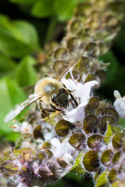 istock Bee on purple and white basil blossoms 1097625694