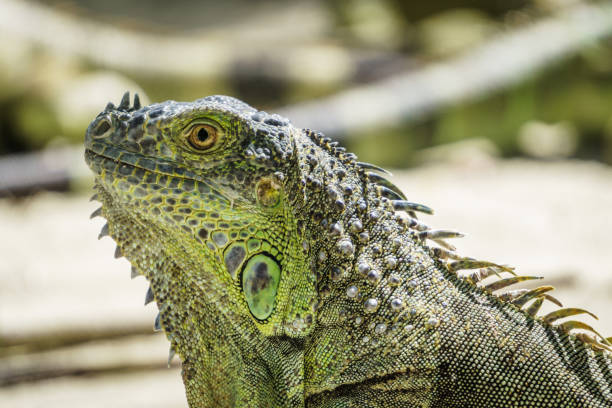 Beautifull Iguana Close Up stock photo