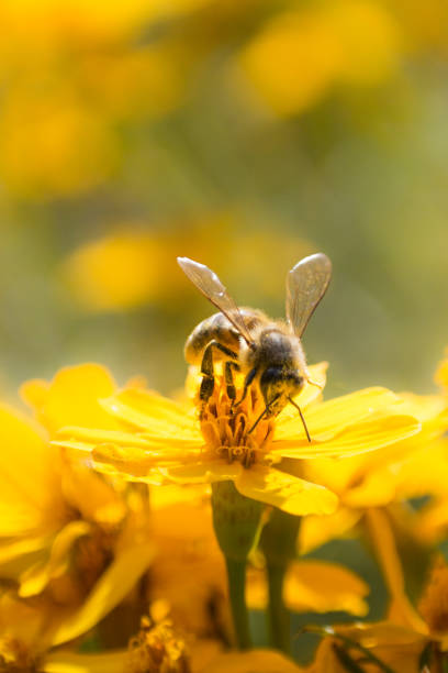 istock Bee on yellow Mexican marigold 1097627114
