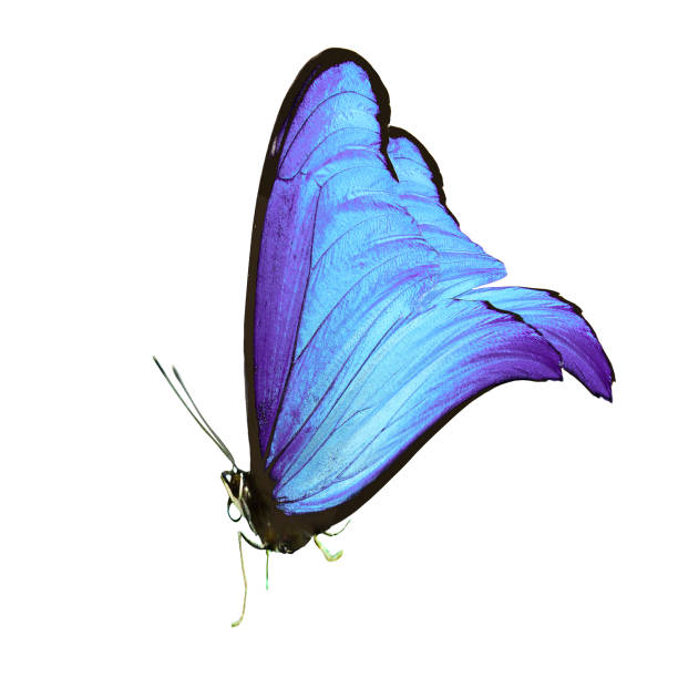 istock beautiful butterfly with blue wings and paws. isolated on white background 1097631186