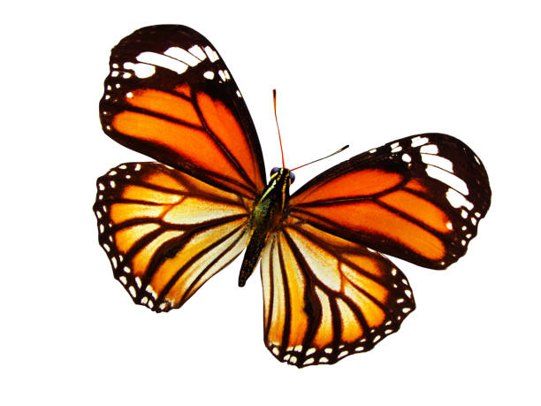 istock beautiful natural orange butterfly isolated on white background 1097631192