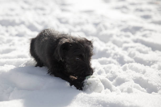 Miniature Schnauzer puppy playing in the snow