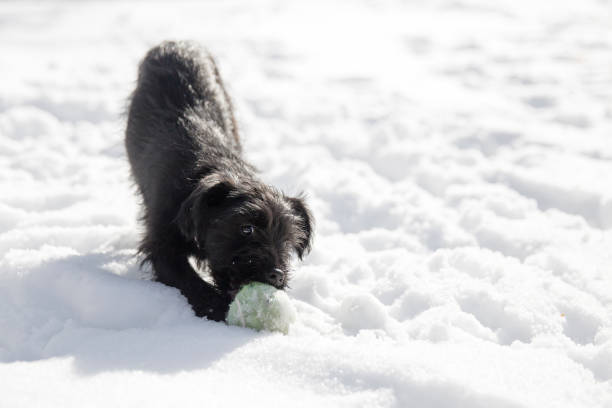 Miniature Schnauzer puppy playing in the snow