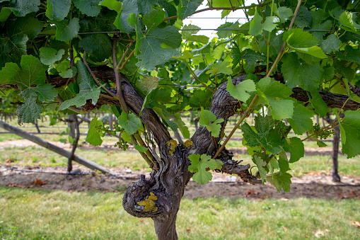 Summer growth on the vines with bunches of grapes beginning to form