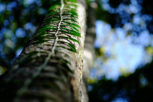 Cerca de verdes hojas que se deslizan a lo largo del tronco del árbol. photo