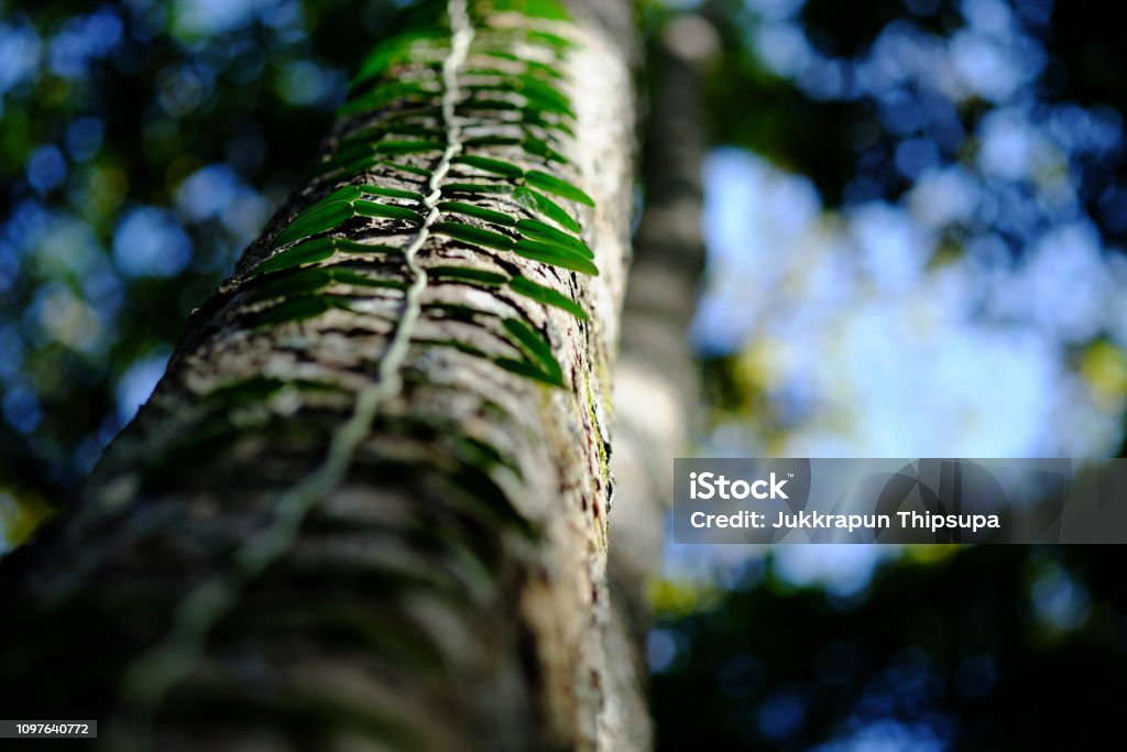 Close up of Green leaves slither along the trunk of the tree. Albizia Stock Photo