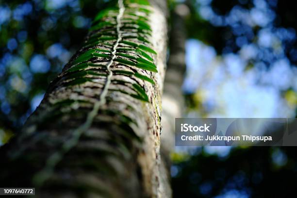 Close Up Of Green Leaves Slither Along The Trunk Of The Tree Stock Photo - Download Image Now
