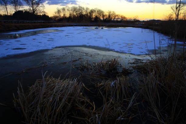 istock swamp of dawn 1097641070
