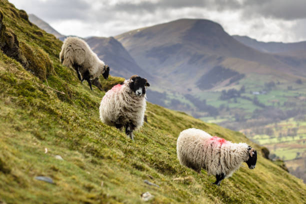 Sheep in the Lake District Three sheep the slopes of Cat Bells, a peak in the English Lake District that rises to the west of the town of Keswick and Derwent Water. keswick stock pictures, royalty-free photos & images