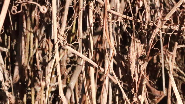 istock branches of wild grapes 1097643416