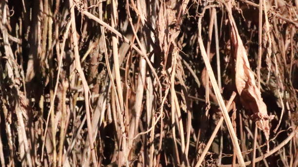 istock branches of wild grapes 1097643422