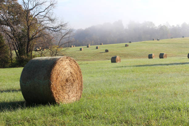 Harvested Hay Bales in a Missouri field in Autumn sunrise stock photo