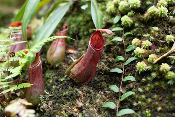 View of Nepenthes albomarginata carniverous plants growing in a tropical environmentView of Nepenthes albomarginata carniverous plants growing in a tropical environment