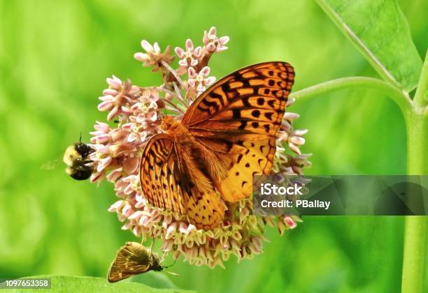 Fritillary Butterfly Bumblebee And Skipper Butterfly Feeding On A Milkweed Flower Stock Photo - Download Image Now