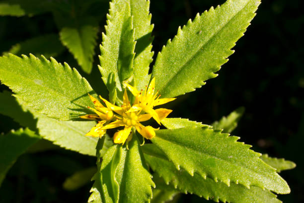 istock Medicinal plants Golden Root, Rhodiola rosea. 1097653528