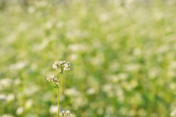 Flower of the soba\nBuckbockh Flower