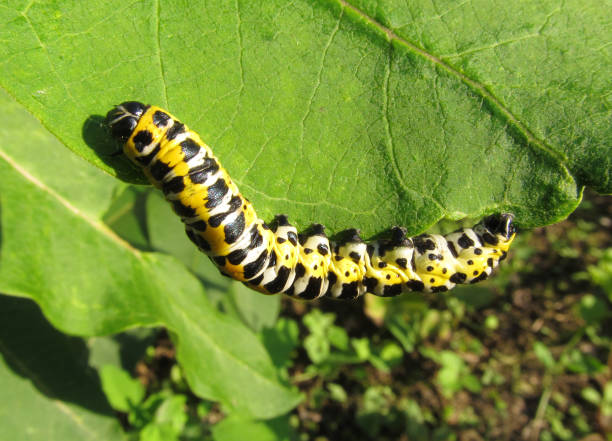 istock Machaon caterpillar - pest plants. 1097654528