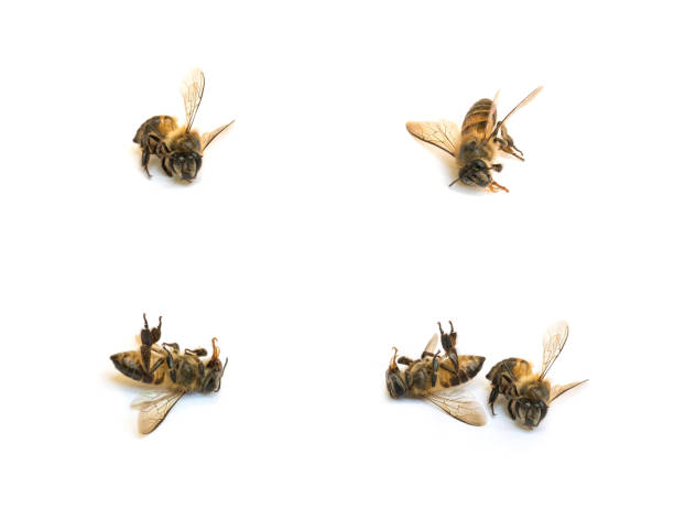 istock Closeup group of dead bee isolated on white background 1097664346