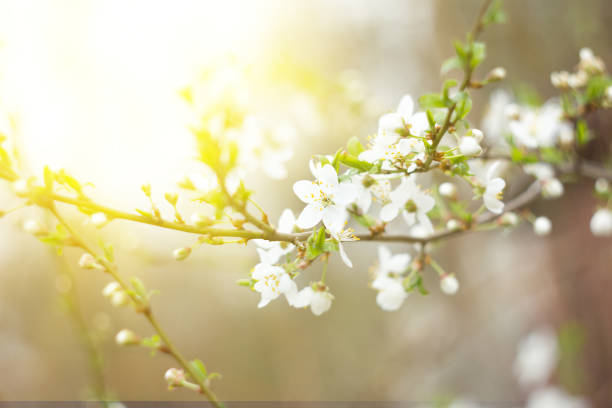 istock twig blossoming cherry twigs, natural spring background 1097666828