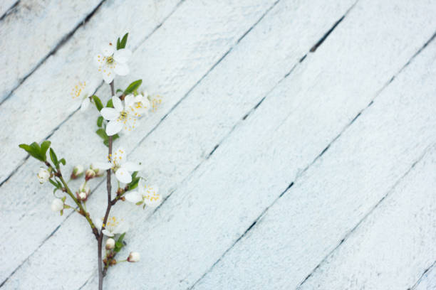 istock blooming cherry branch on a light wooden background 1097667024