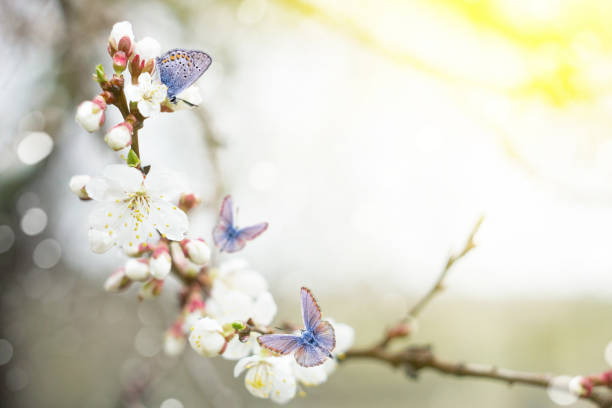 istock twig blossoming cherry twigs with blue butterflies, natural spring background 1097667310