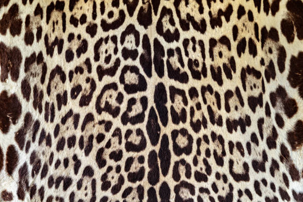 istock Background of Jaguar skin texture 1097667874