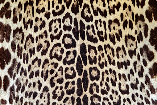 Background of Jaguar skin texture