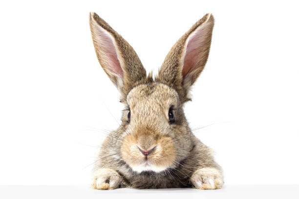 istock gray fluffy rabbit looking at the signboard 1097670738