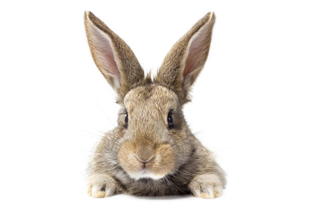 istock gray fluffy rabbit looking at the signboard 1097670800
