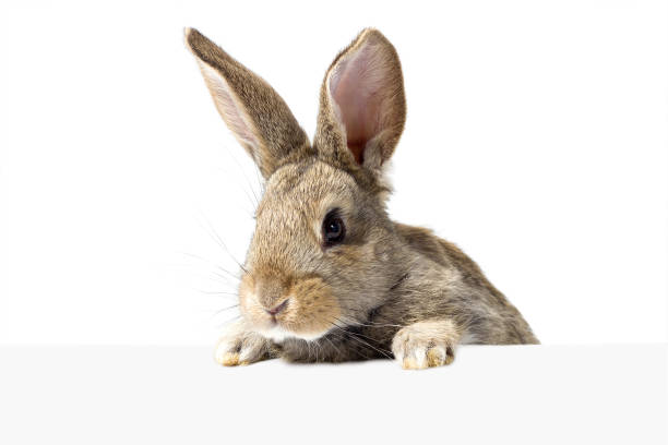 istock gray fluffy rabbit looking at the signboard 1097670826
