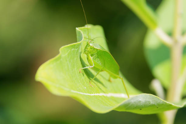 istock Camouflaged broadwinged bush katydid on green leaf in Minnesota River Valley National Wildlife Refuge 1097673190