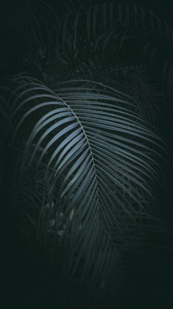 istock Dark green tone tropical plant background. 1097676148