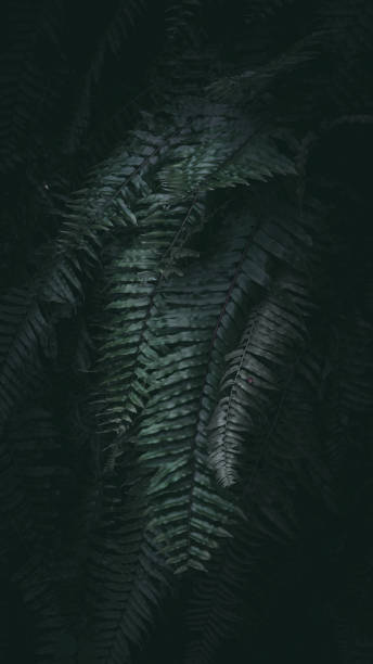 istock Dark green tone tropical plant background. 1097676154