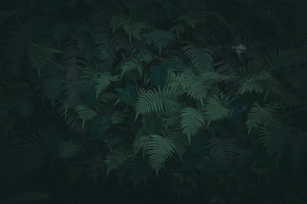 istock Dark green tone tropical plant background. 1097676260