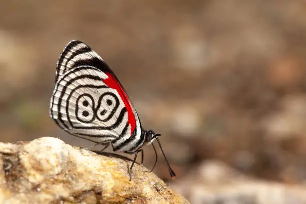 Beautiful butterfly diaethria also called 88