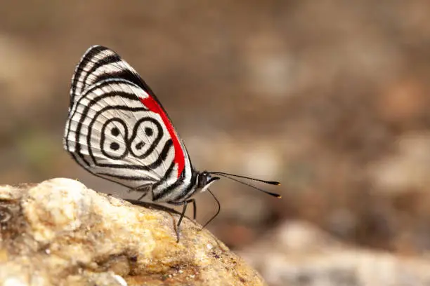 Beautiful butterfly diaethria also called 88