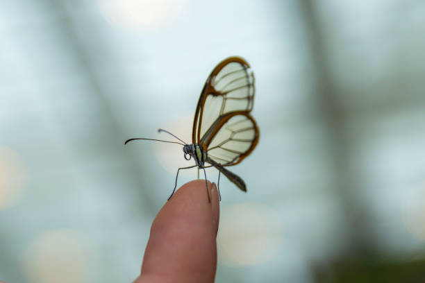 Glass Wing Butterfly Perched on a Finger