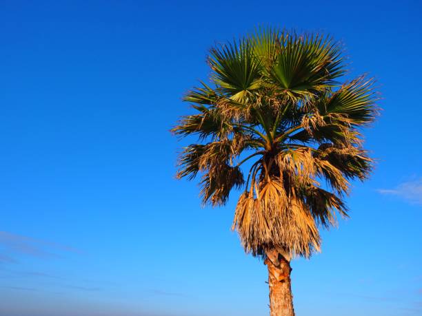 istock a palm tree standing on the beachside Kisarazu Chiba,Japan 1097682818