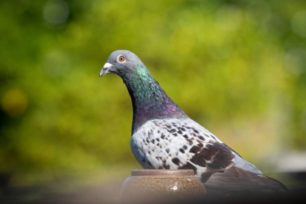 homing pigeon bird in green environment