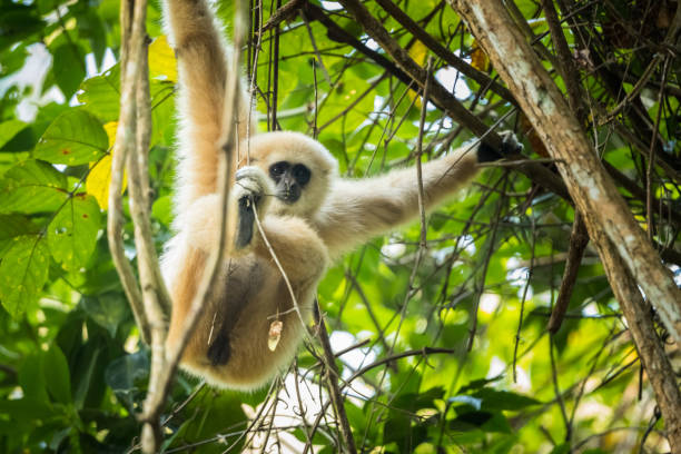 istock Gibbon clinging on tree in the nature 1097687054
