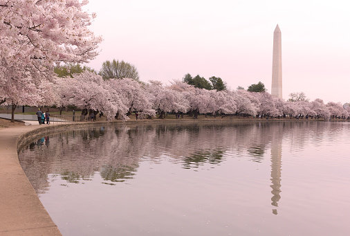 Washington Monument surrounded by cherry trees with reflections in waters of the Tidal Basin reservoir.
