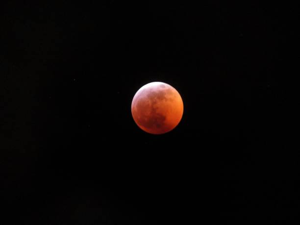 czerwony księżyc wilka - red wolf zdjęcia i obrazy z banku zdjęć